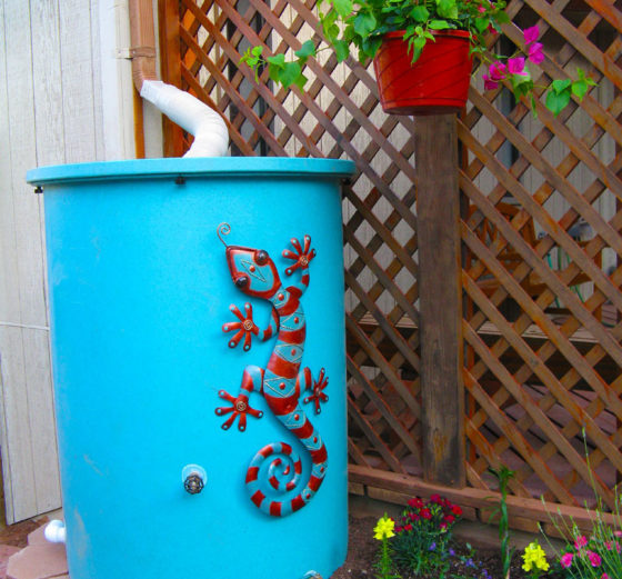 blue-rain-barrel-beauty-short